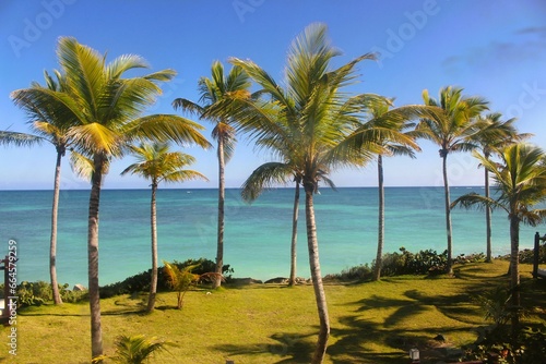 palm trees on the beach