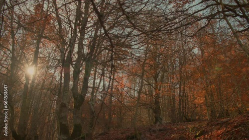 Red forest. Point of view