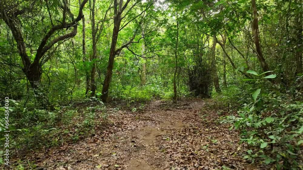 A mysterious path in the middle of a wooden forest in the tropical jungle, surrounded by green bushes, leaves and ferns. Abandoned road in the montane spring and equatorial Jungle in the Philippines A mysterious path in the middle of a wooden forest in the tropical jungle, surrounded by green bushes, leaves and ferns. Abandoned road in the montane spring and equatorial Jungle in the Philippines