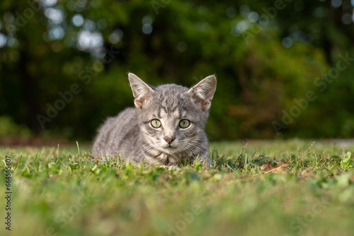 Cure gray tabby kitten laying in the grass in a yard in summer