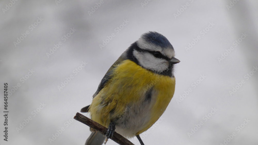 Fototapeta premium Eurasian Blue Tit
