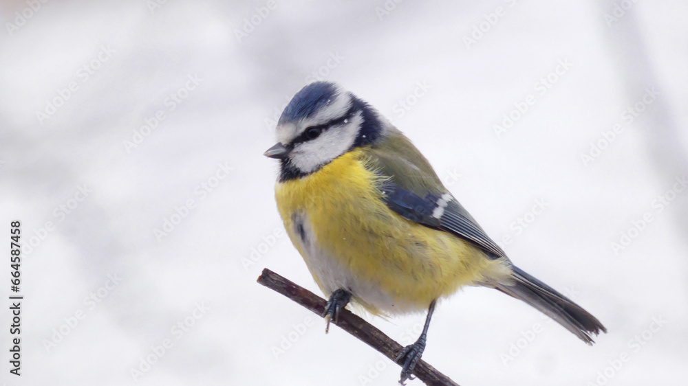 Fototapeta premium Eurasian Blue Tit