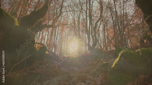 View of the beech forest in autumn. Crane up shoot