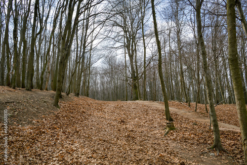 Winter forest near Zochova in Little Carpathians mountain photo