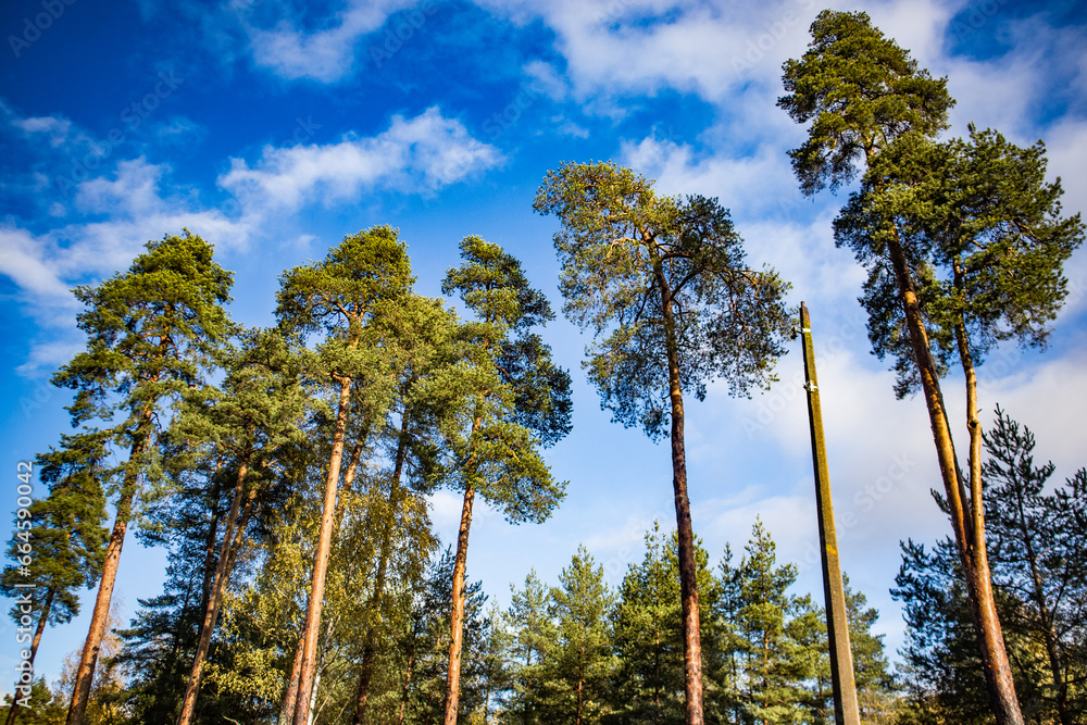 Pine trees in the forest against a blue sky Pine trees in the forest against a blue sky