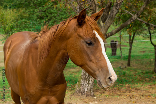 A horse on the farm © Jelena