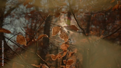 Magical autumn leaves. Point of view