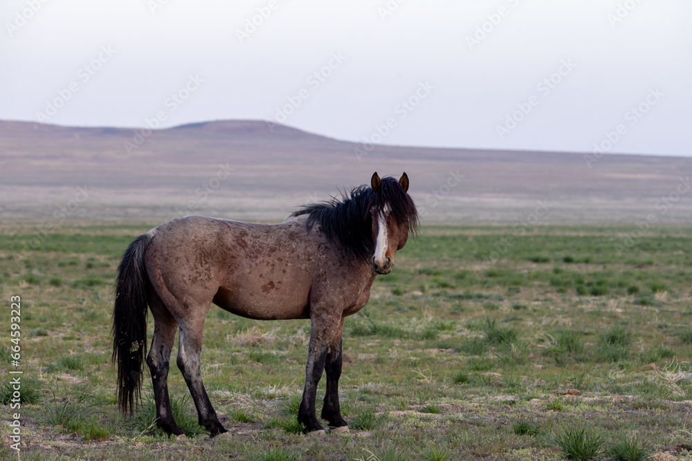 Fototapeta premium Wild Horse in Spring in the Utah Desert