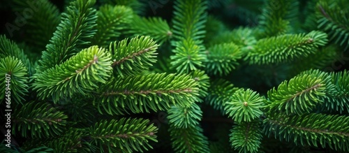 Christmas tree branches on a natural background.