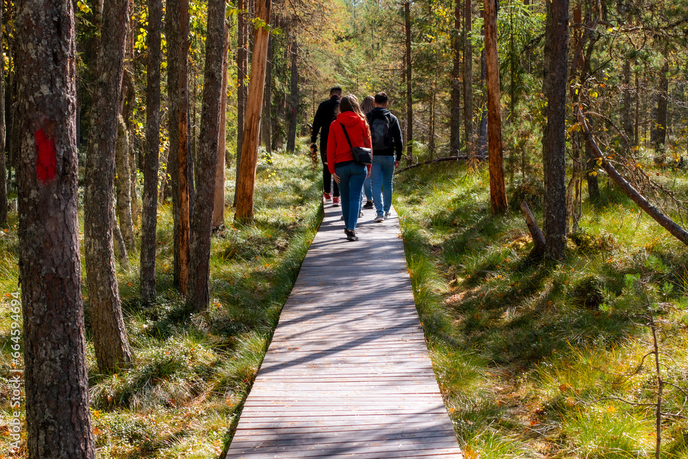 Young friends walking on a wooden path in the distance through the forest. Beautiful autumn colours.