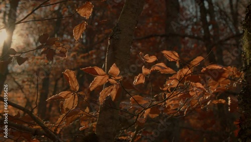Nice autumn leaves. Point of view