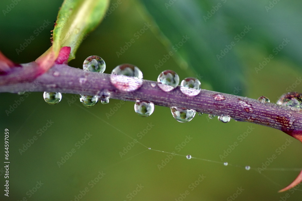 Wassertröpchen an einem dornigen Rosenzweig Wassertröpchen an einem dornigen Rosenzweig