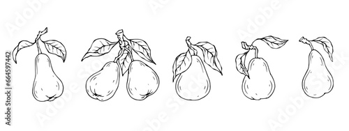 Linear botanical sketch with pear fruits and leaves.Vector graphics.