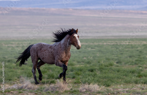 Wild Horse in the Utah Desert in Springtime