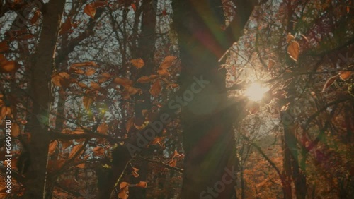 Beautiful flare through the trees. Point of view.