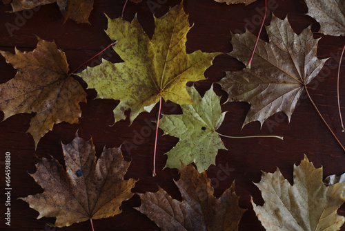Maple leaves. Collection of multicolored fallen autumn leaves isolated on dark background