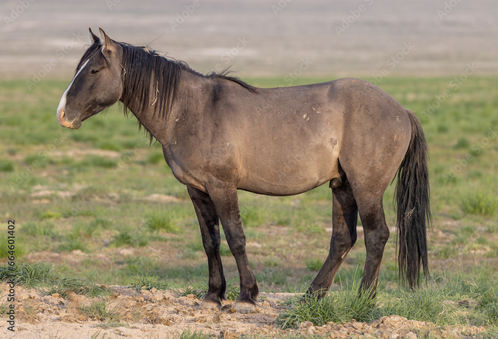 Wild Horse in the Utah Desert in Springtime Wild Horse in the Utah Desert in Springtime