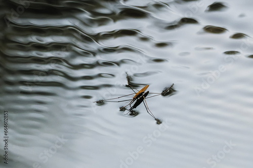Gerris lacustris, commonly known as the common pond skater or common water strider