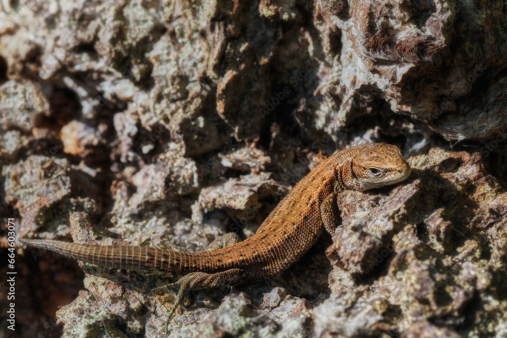 The viviparous lizard Zootoca vivipara is a species of lizard from the lizard family Lacertidae. It is the only representative of the genus Zootoca The viviparous lizard Zootoca vivipara is a species of lizard from the lizard family Lacertidae. It is the only representative of the genus Zootoca