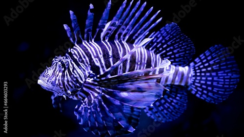 Foto Lionfish Martinique