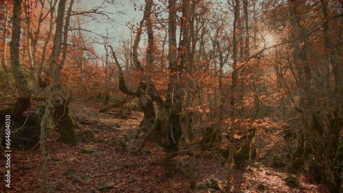 Magical autumn in beech forest. Point of view
