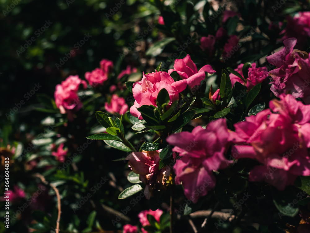 Fototapeta premium Pink flowers in the garden
