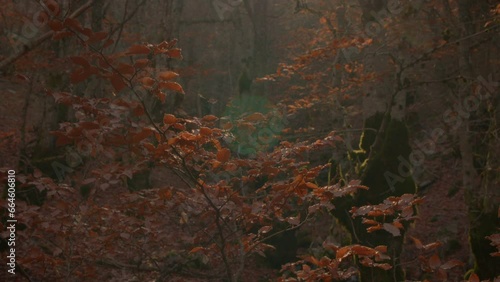 Crane down through the branches of the beech forest