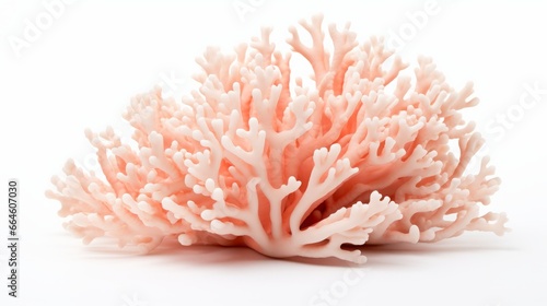 pink corals on white background.