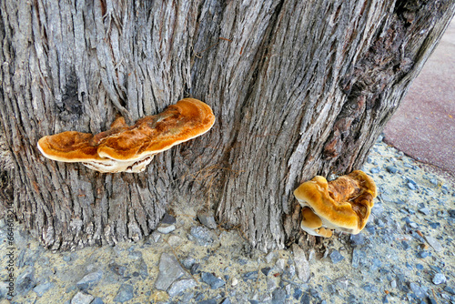 Inocutis rheades fungi growing at the base of a Tamarisk Tree on the seafront promenade at Arcachon, France
 photo