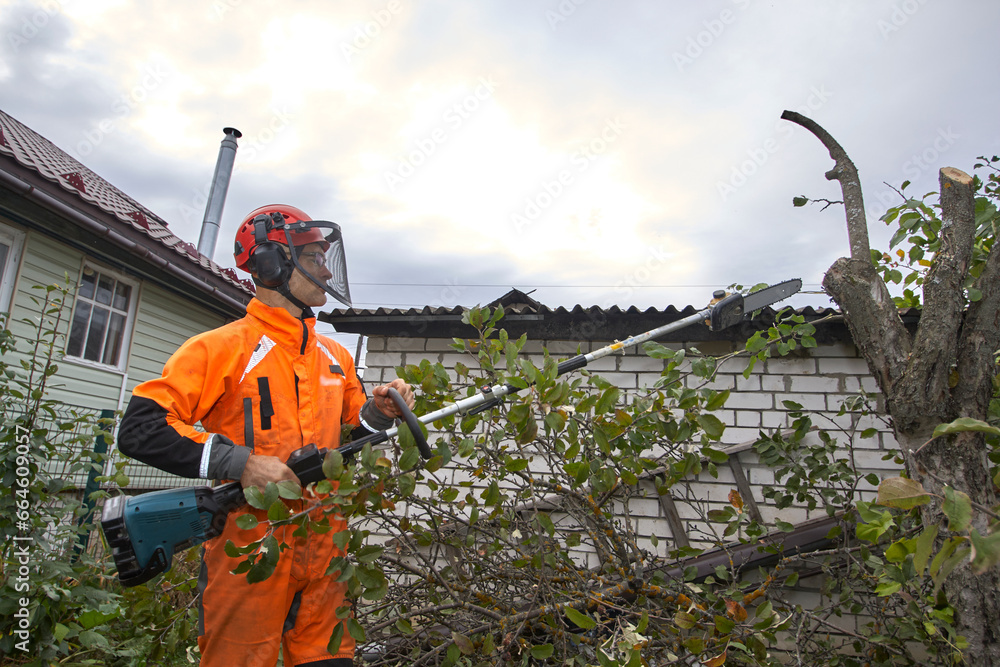 Obraz premium Tree surgeon. Working with a chainsaw. Sawing wood with a chainsaw.