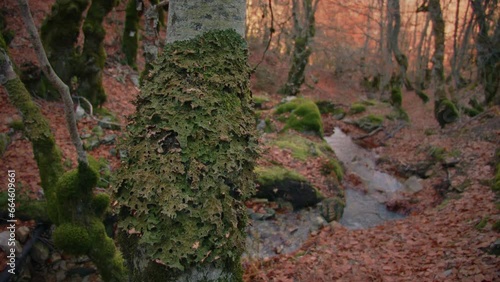 View of forest in autumn landscape. Point of view.