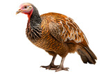 Turkey bird isolated on transparent background, png