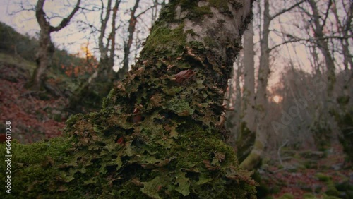 Tracking tree moss down. Close up