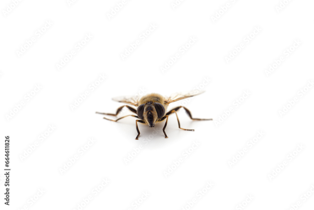 One little bee. One little bee.