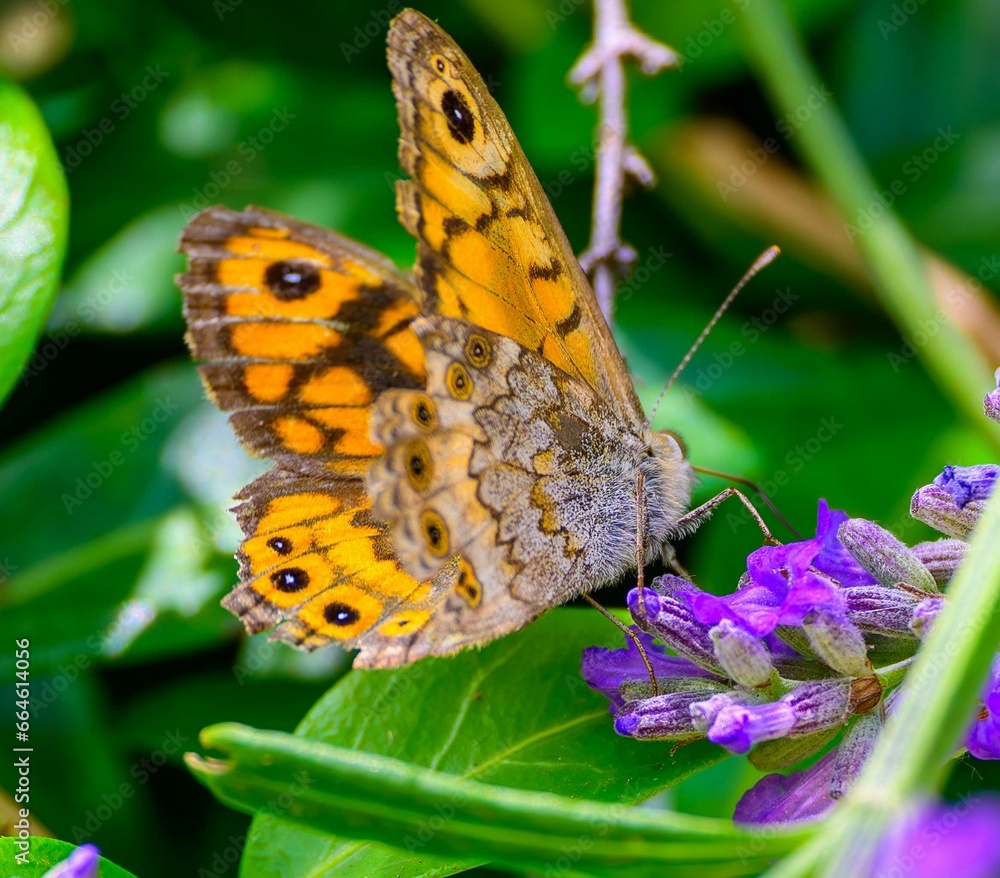 papillon papillon