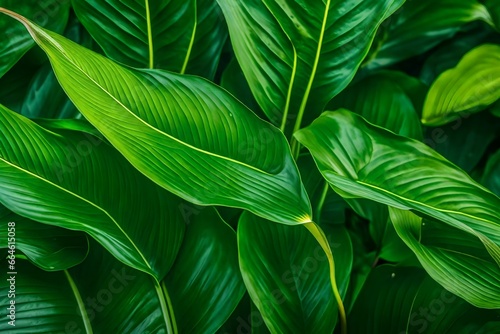 Spathiphyllum cannifolium leaves, tropical leaf, natural background, and abstract green texture