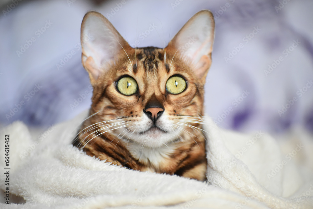 Portrait of adult bengal kitten covered in white blanket, cute cat has a rest at home . Winter and autumn cold time. Portrait of adult bengal kitten covered in white blanket, cute cat has a rest at home . Winter and autumn cold time.