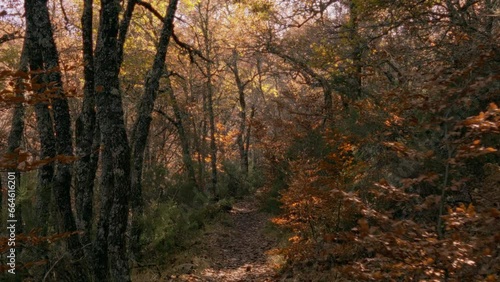 Traveling out the forest in autumn