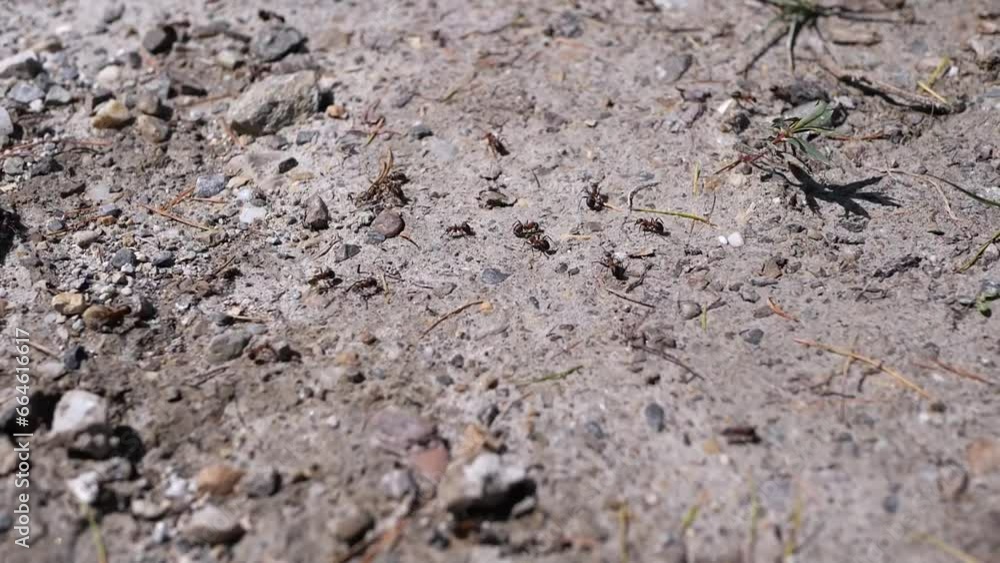 The little ants run around on the ground looking for food The little ants run around on the ground looking for food