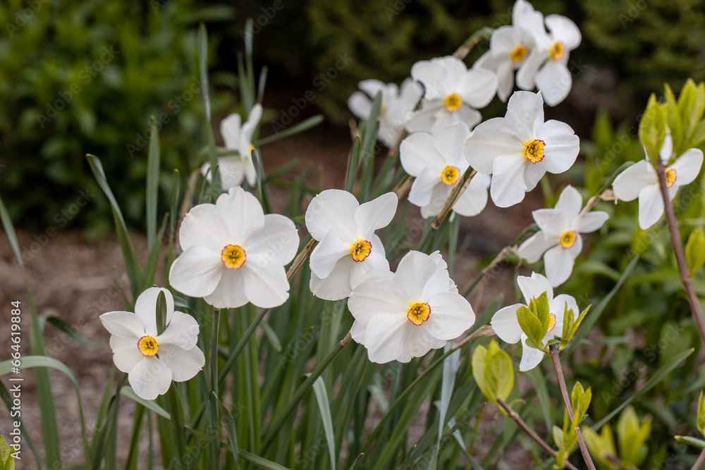 Close-up of white narcissus flowers (Narcissus poeticus) in spring garden. Beautiful daffodils against green bokeh background. Close-up of white narcissus flowers (Narcissus poeticus) in spring garden. Beautiful daffodils against green bokeh background.