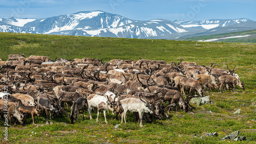 a herd of reindeer in the mountains of the polar Urals photo
