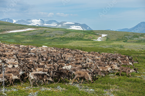 a herd of reindeer in the mountains of the polar Urals