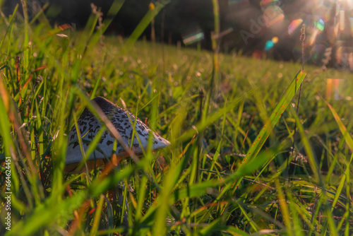 Fungus on green grass meadow near Podskalie village in Slovakia autumn evening photo