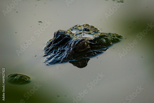 Принти на полотні alligator lurking in the water