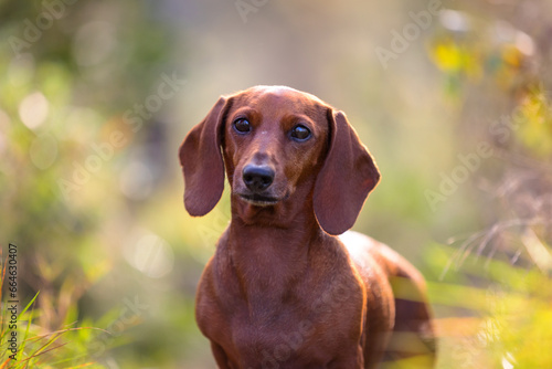 Head of short hair Dachshund dog looking pensive in natural surroundings with head tilted slightly while looking at the camera