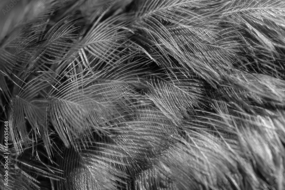 feather pigeon macro photo. texture or background feather pigeon macro photo. texture or background