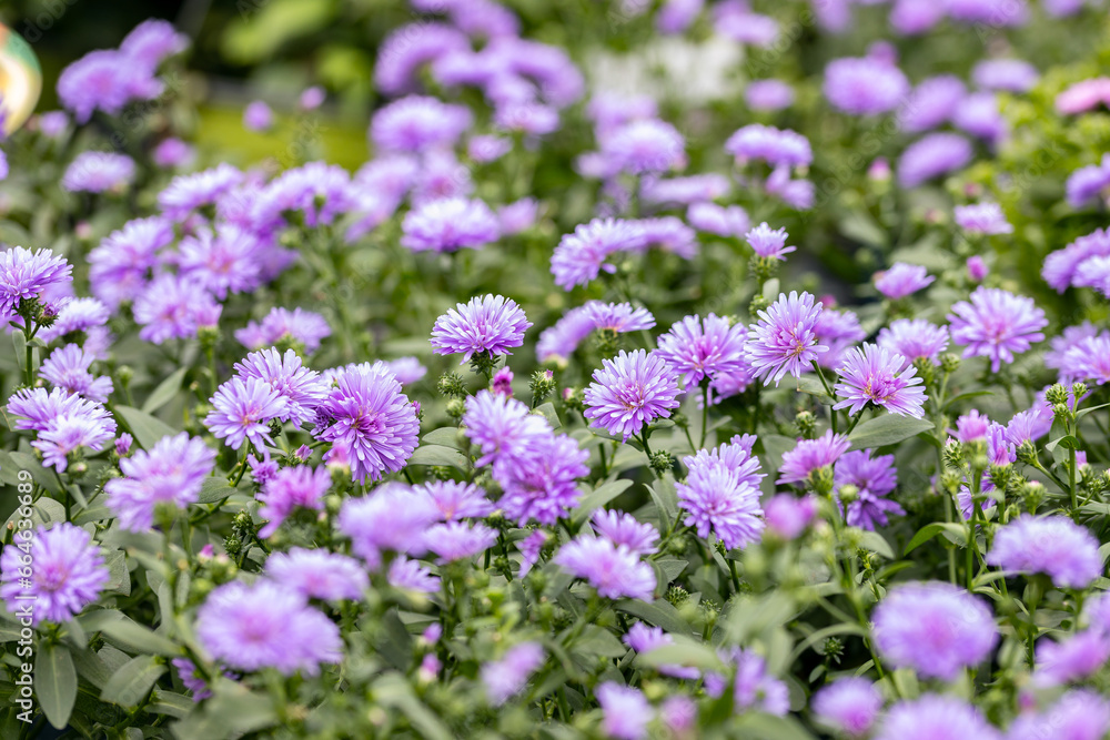 A field with Aster flowers. Aster flowers in the wild. Concept for autumn blooming, fall bloom, late blooming, colorful background, garden, gardening, environment, wild nature and meadow. A field with Aster flowers. Aster flowers in the wild. Concept for autumn blooming, fall bloom, late blooming, colorful background, garden, gardening, environment, wild nature and meadow.