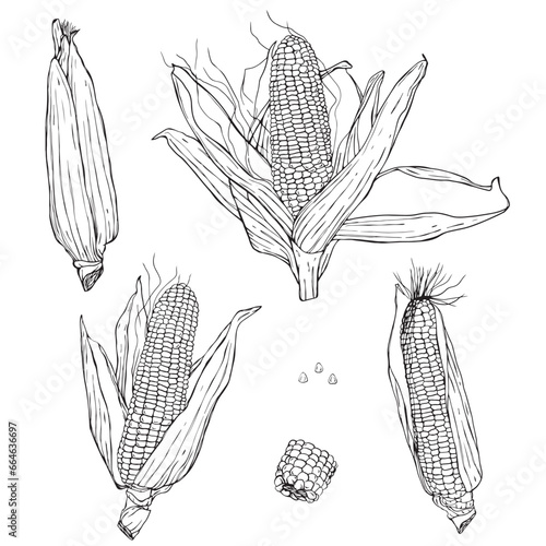 Corn hand drawn vector illustration set. Isolated Vegetable engraved style object. Farm market product. Great for menu, icon, biodegradable corn starch material. Drawing of ingredient for cooking.