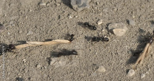 Ants on the ground,  in southern France photo