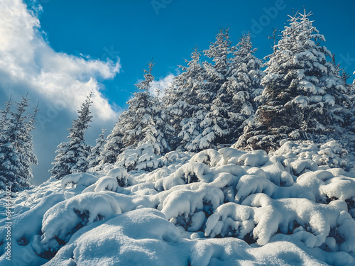 Snow frost on Christmas pine trees against blue sky. Frosty day, calm cold weather scene. Amazing nature in winter mountain valley. Awesome natural Background. Travel holiday vacation. Happy New Year